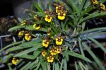 :-Oncidium croesus