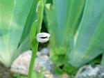 :-Ophrys fuciflora subsp. elatior