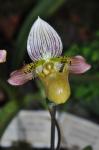 :-Paphiopedilum acmodontum
