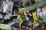 :-Paphiopedilum schoseri