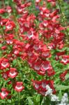 Großblütiger Bartfaden - Penstemon hartwegii
