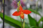 : - Phragmipedium besseae