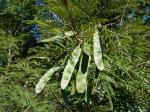 : - Piptadenia gonoacantha