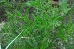 : - Pteris dentata
