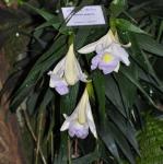: - Sobralia powellii