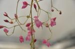 : - Odontoglossum sanguineum