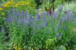 :-Veronica grandis