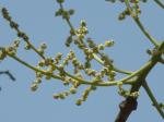 : - Spondias pinnata