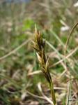 Sand-Segge - Carex arenaria
