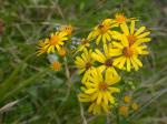 Raukenblättriges Greiskraut - Senecio erucifolius