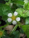 Erdbeer-Fingerkraut - Potentilla sterilis