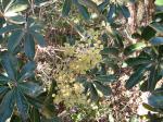 :^ - Schefflera macrocarpa