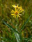 Sumpf-Kreuzkraut - Jacobaea paludosa