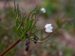 Acker-Spark - Spergula arvensis