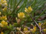 Kleinster Klee - Trifolium micranthum