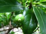 : - Bobea gaudichaudii