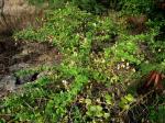 : - Capparis mariana