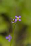 Frühlings-Gänsekresse - Arabis verna