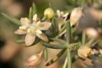 Mittelmeer-Spargel - Asparagus aphyllus