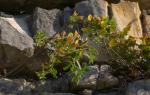 Rauhhaariger Geißklee - Cytisus hirsutus