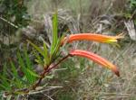 : - Siphocampylus lycioides