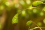Wetteranzeigendes Drehmoos - Funaria hygrometrica