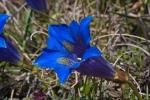 Stengelloser Enzian - Gentiana dinarica