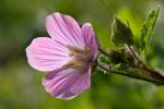 : - Malope malacoides