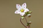 Frühlings-Miere-Minuartia verna