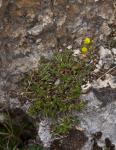 Zwerg-Hauhechel - Ononis pusilla