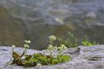 Kalkfelsen-Fingerkraut - Potentilla caulescens