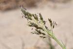 :-Sporobolus pungens