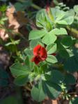 Rote Spargelbohne - Lotus tetragonolobus