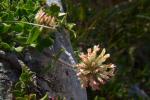 : - Trifolium noricum subsp. praetutianum