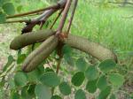 : - Stryphnodendron adstringens