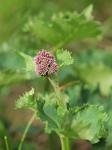 Alpen-Alpendost - Adenostyles alpina