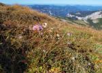 Alpen-Grasnelke - Armeria alpina
