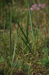 Lanzettliches Reithgras-Calamagrostis epigejos