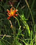 Gold-Pippau - Crepis aurea