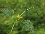 : - Lamium galeobdolon subsp. flavidum
