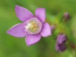 Österreichischer Kranzenzian - Gentianella austriaca