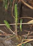 Tannenwedel - Hippuris vulgaris