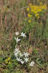 : - Ornithogalum orthophyllum subsp. kochii
