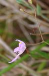 : - Utricularia amethystina