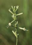 Reichblütiges Leimkraut - Silene multiflora