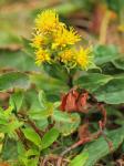 : - Solidago virgaurea subsp. alpestris