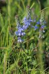 Österreichischer Ehrenpreis - Veronica austriaca