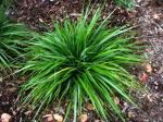 : - Eragrostis grandis