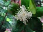 : - Eugenia koolauensis
