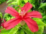 : - Hibiscus clayi